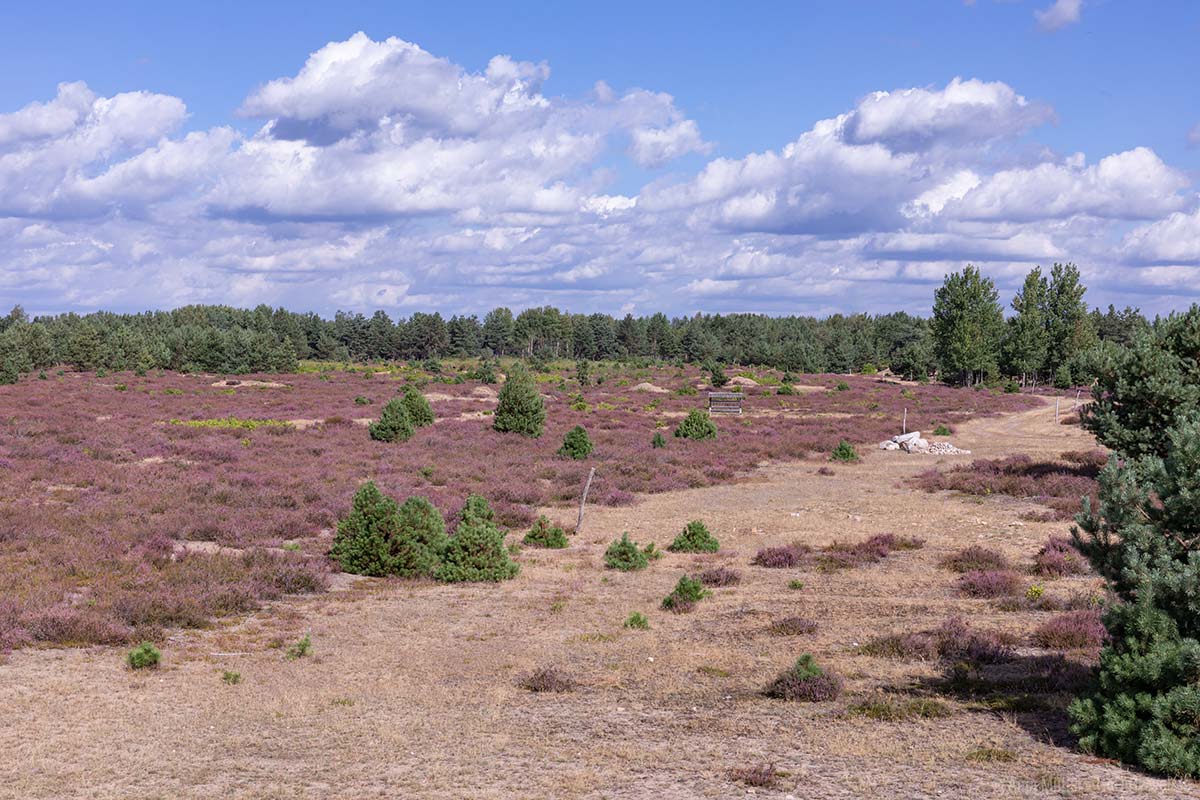 Aussichtspunkt in der Schönower Heide