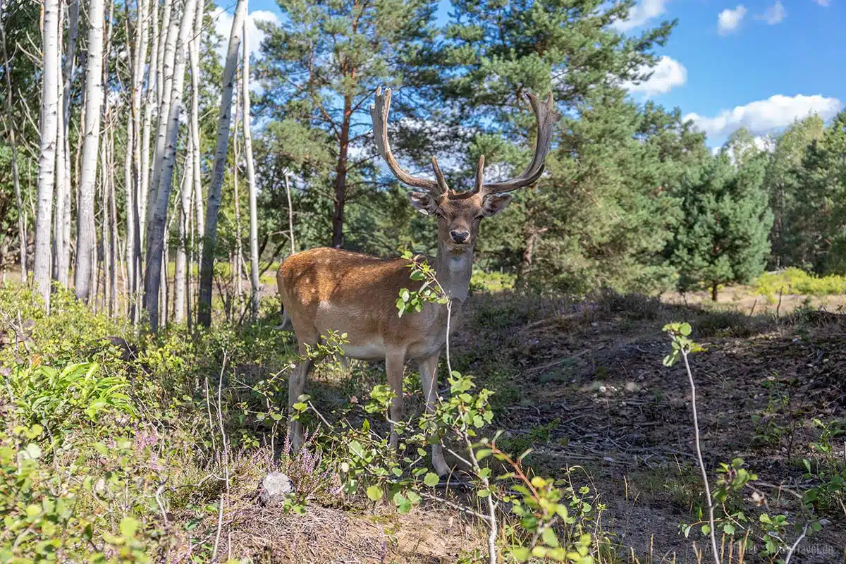 Damhirsch in der Schönower Heide Damhirsch in der Schönower Heide