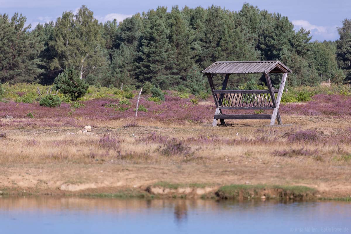 Schönower Heide zur Heideblüte