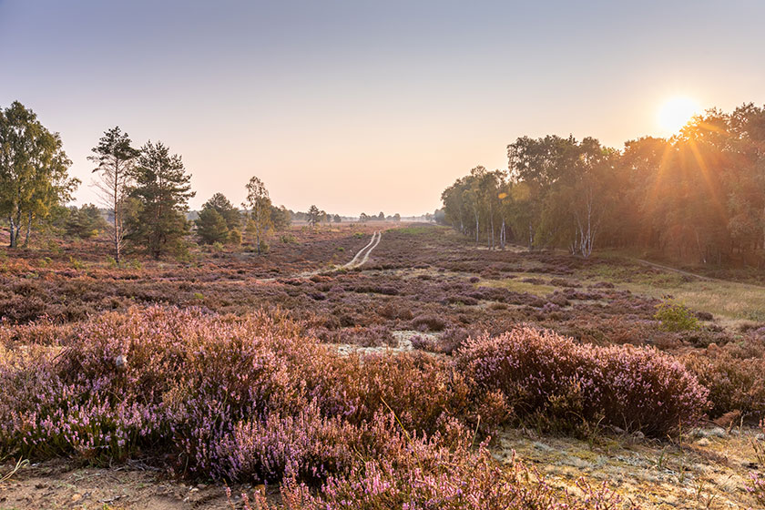 Heide in Brandenburg am Morgen