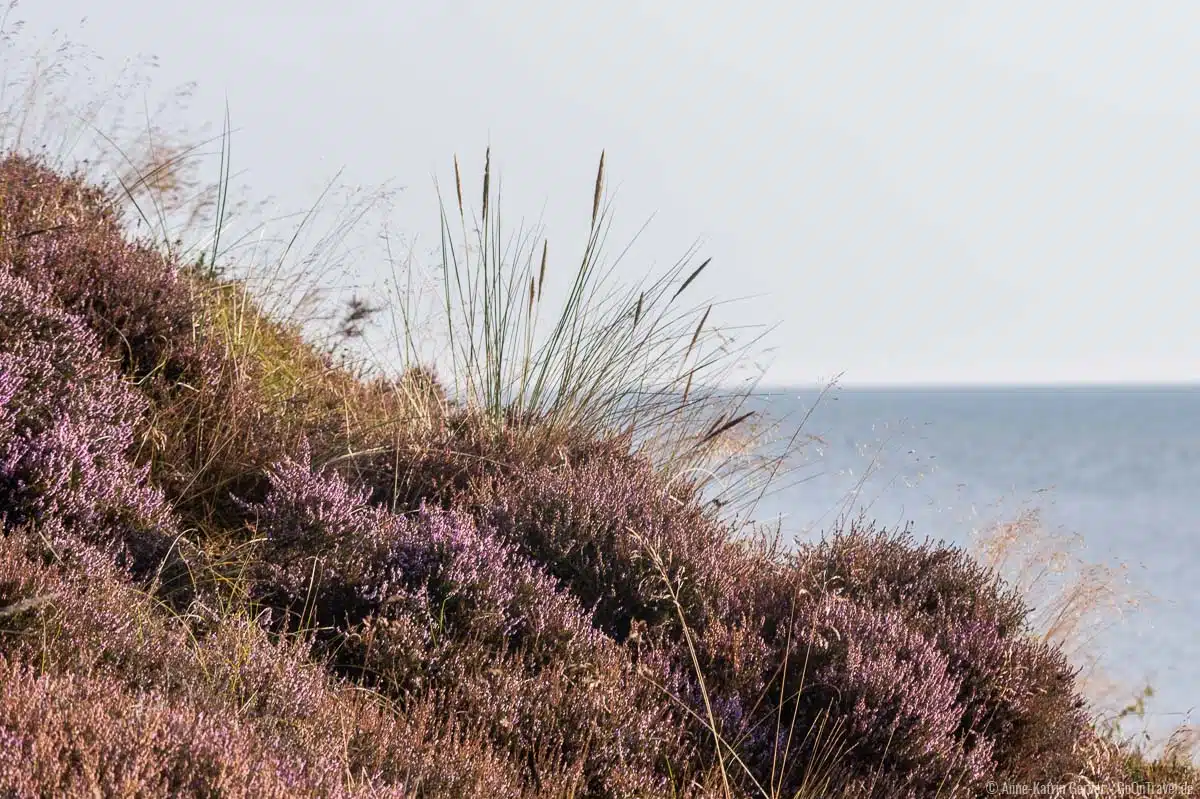 Heideblüte in der Braderuper Heide - fotografiert mit einem alten Nikkor 70-210 mm aus 1987 Heideblüte in der Braderuper Heide - fotografiert mit einem alten Nikkor 70-210 mm aus 1987