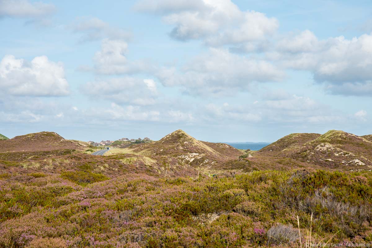 Sylter Heideblüte und Dünenlandschaft Sylter Heideblüte und Dünenlandschaft