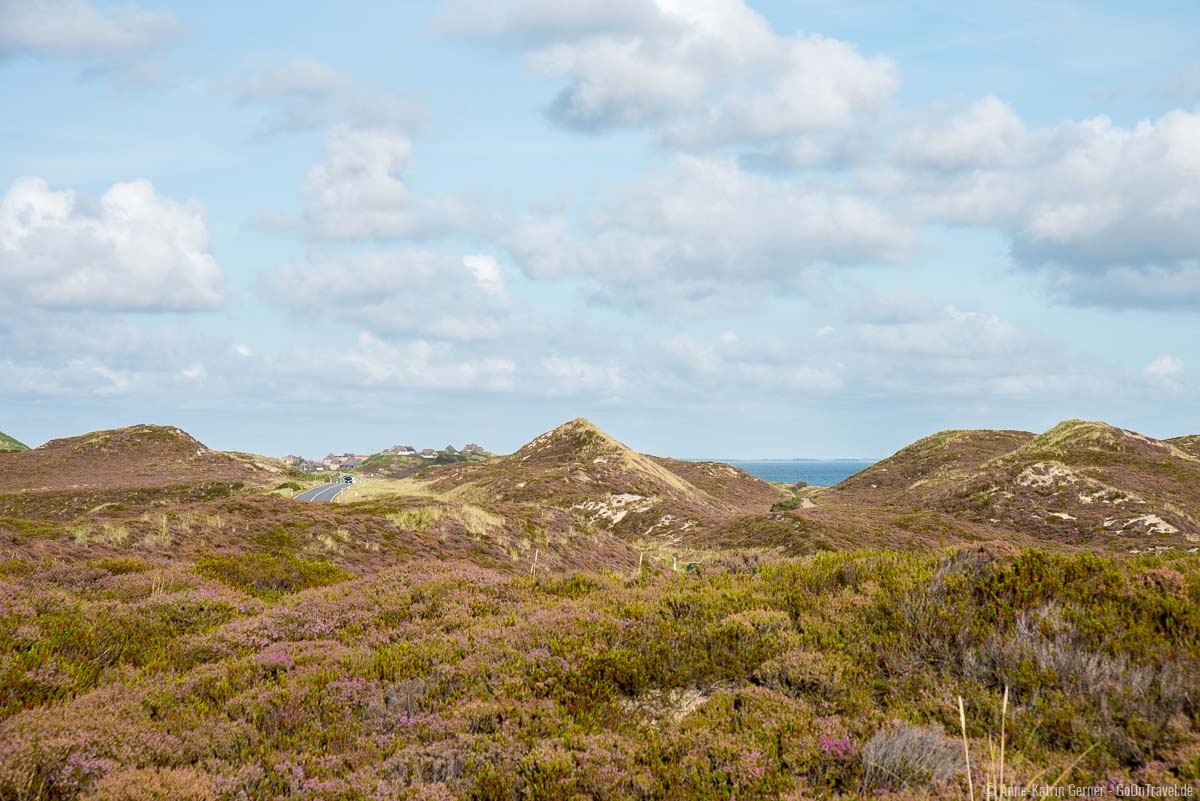 Sylter Heideblüte und Dünenlandschaft