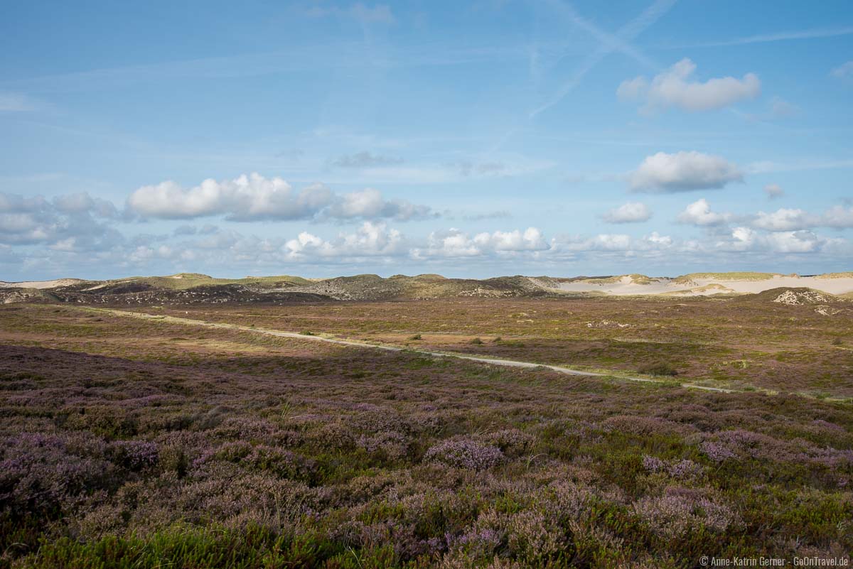 Wanderdünen und Straße zum Ellenbogen zur Heideblüte