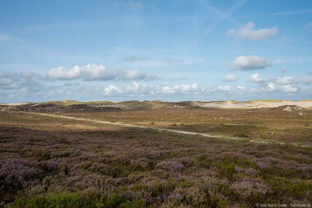 Wanderdünen und Straße zum Ellenbogen zur Heideblüte Wanderdünen und Straße zum Ellenbogen zur Heideblüte