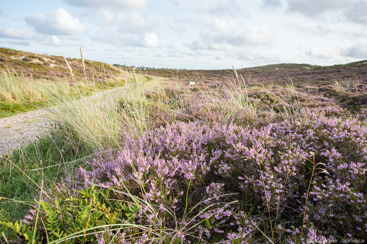 So schön ist die Heideblüte auf Sylt