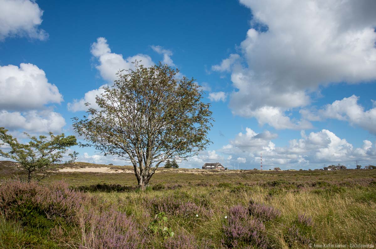 Naturschutzgebiet Morsumer Heide Naturschutzgebiet Morsumer Heide