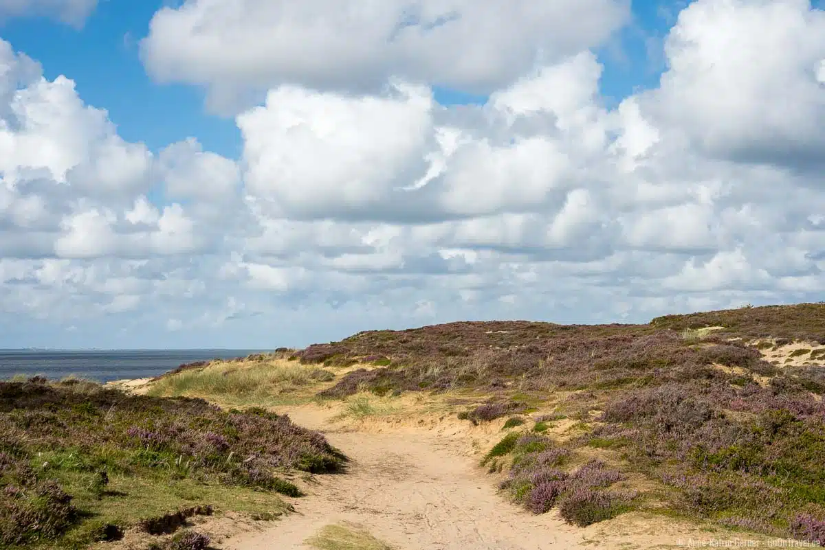 Heideblüte und Sylter Wattenmeer Heideblüte und Sylter Wattenmeer