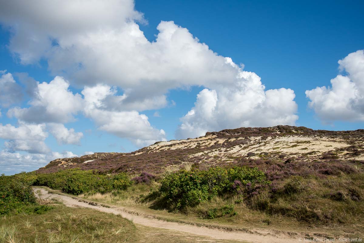 Heidebewuchs am Morsum Kliff Heidebewuchs am Morsum Kliff