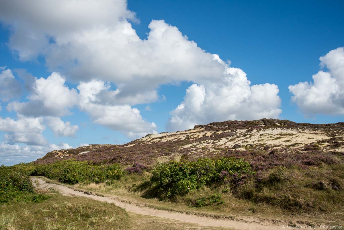 Heidebewuchs am Morsum Kliff