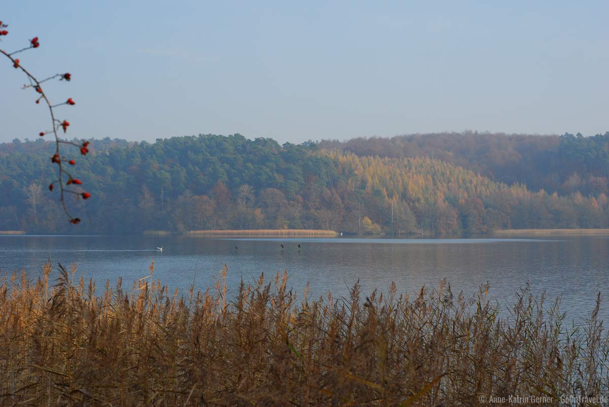 Herbststimmung am Werbellinsee