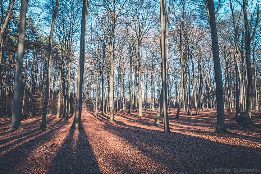 Herbst im Grumsiner Forst Herbst im Grumsiner Forst