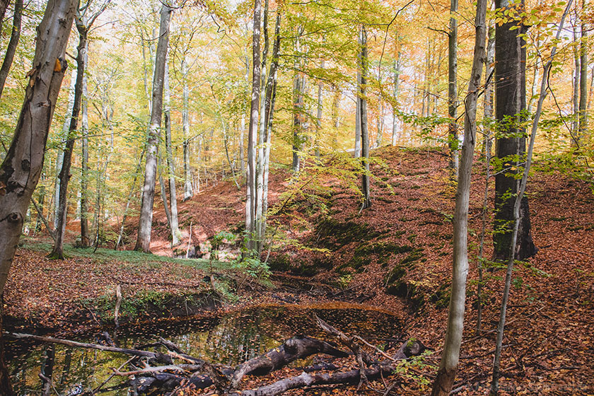 Herbstwald in Brandenburg Herbstwald in Brandenburg
