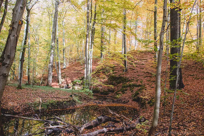Herbstwald in Brandenburg Herbstwald in Brandenburg