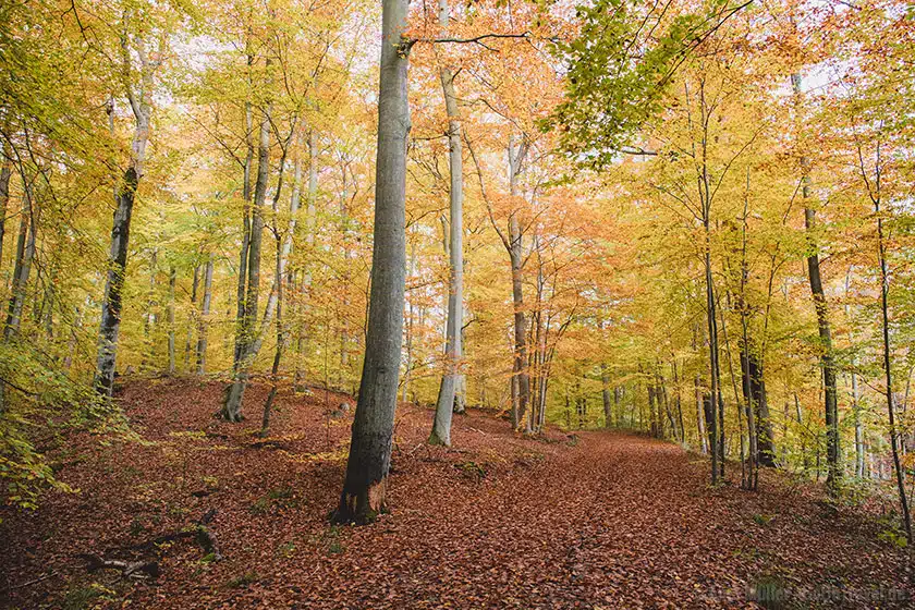 Herbstwald in Brandenburg