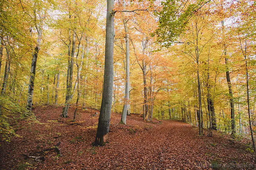 Herbstwald in Brandenburg Herbstwald in Brandenburg