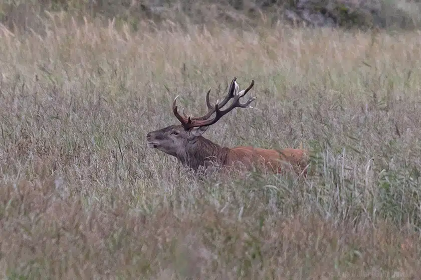 Hirschbrunft auf dem Darss Hirschbrunft auf dem Darss