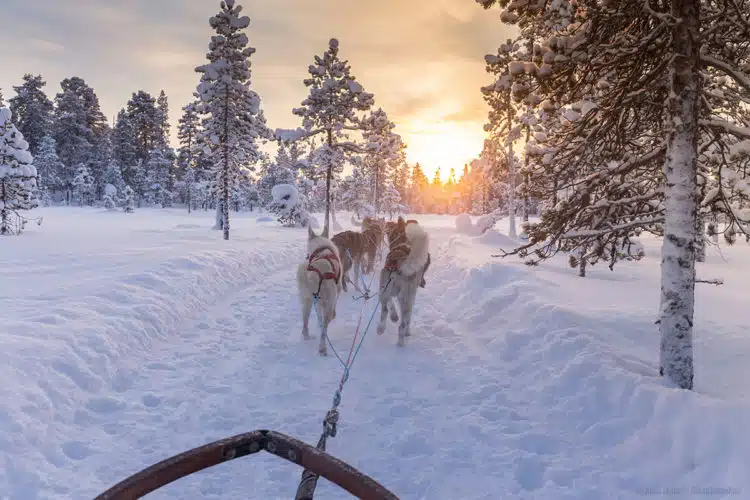 Husky Tour in Schweden Husky Tour in Schweden