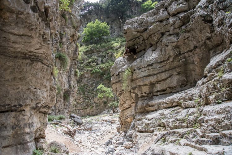 Imbros Schlucht Kreta