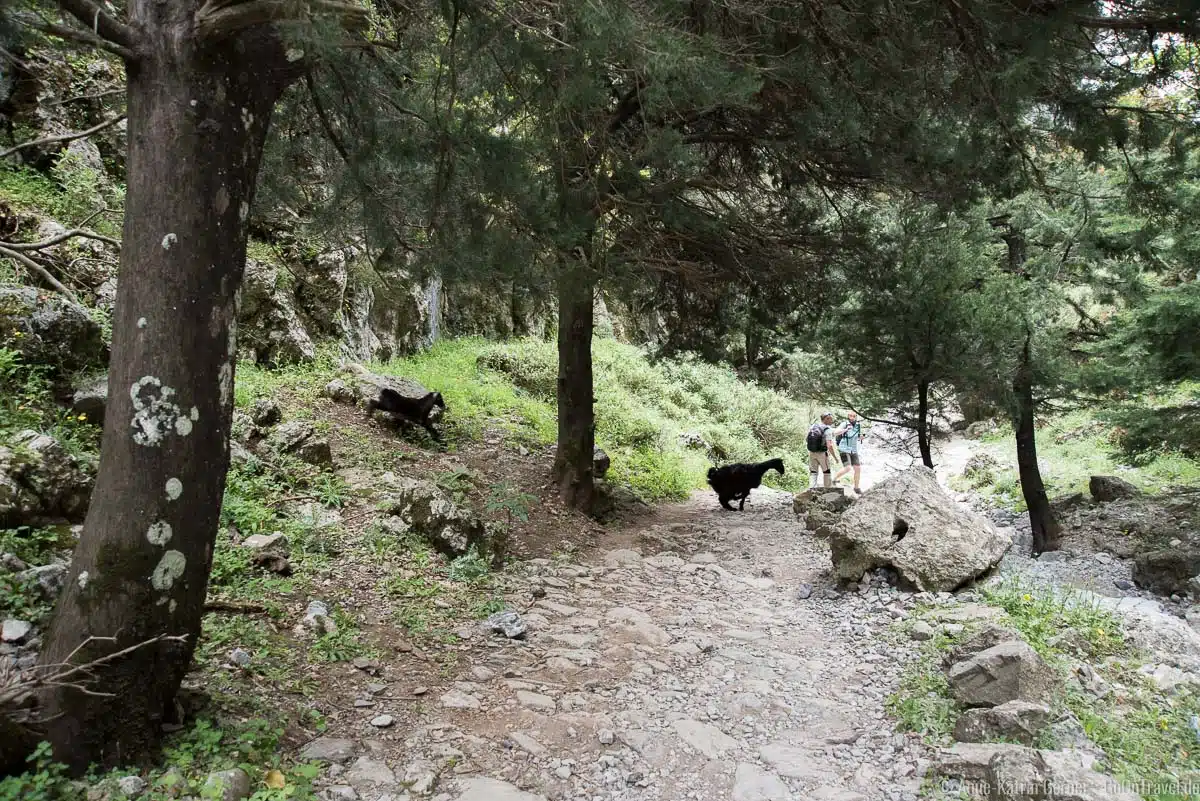 Ziegen kreuzen den Wanderweg in der Imbros-Schlucht auf Kreta Ziegen kreuzen den Wanderweg in der Imbros-Schlucht auf Kreta