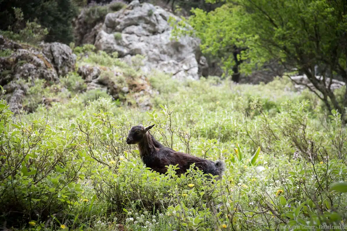 zickige Bewohner in der Imbros-Schlucht zickige Bewohner in der Imbros-Schlucht