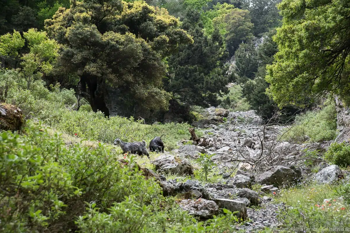 wilde Ziegen lassen sich bei einer Tageswanderung in der Imbros-Schlucht beobachten wilde Ziegen lassen sich bei einer Tageswanderung in der Imbros-Schlucht beobachten