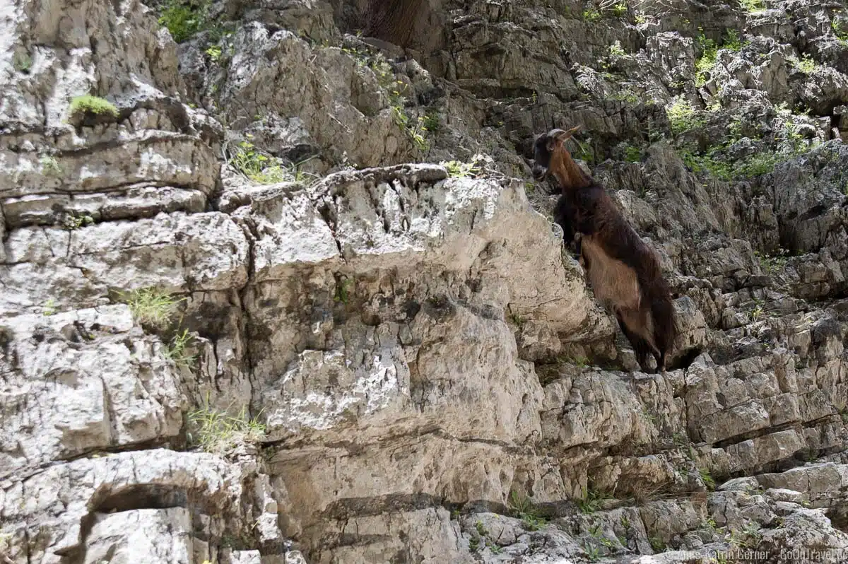 Ziegen klettern gern in den Felswänden der Imbros-Schlucht Ziegen klettern gern in den Felswänden der Imbros-Schlucht