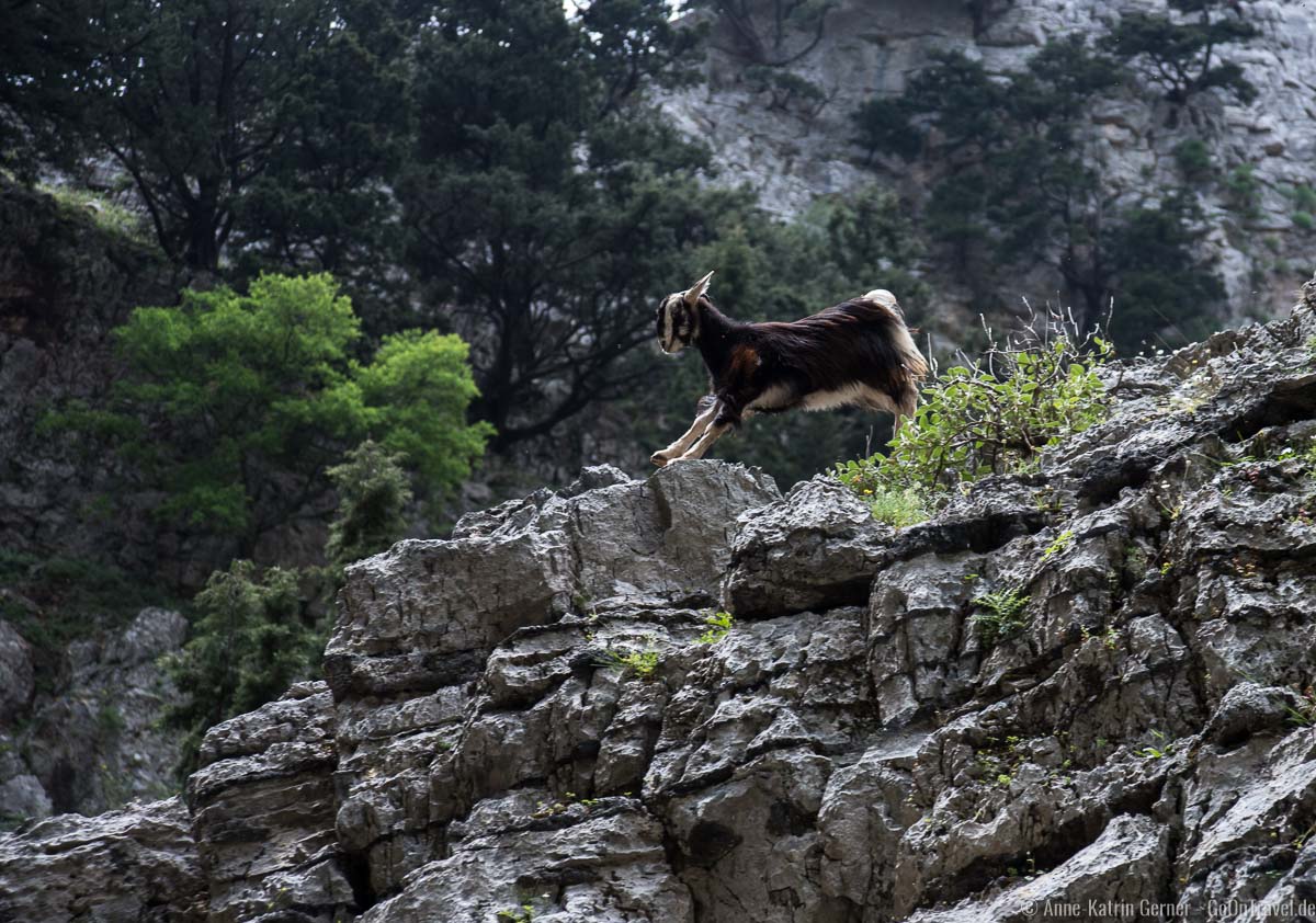 Viele Wanderer sehen die wilden Ziegen nicht, weil sie nicht nach oben in die Felswände der Schlucht schauen