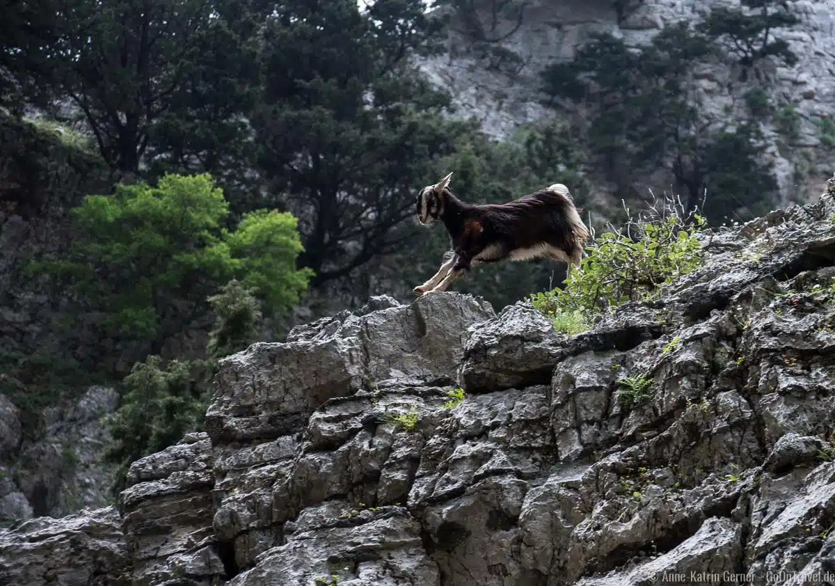 Viele Wanderer sehen die wilden Ziegen nicht, weil sie nicht nach oben in die Felswände der Schlucht schauen Viele Wanderer sehen die wilden Ziegen nicht, weil sie nicht nach oben in die Felswände der Schlucht schauen