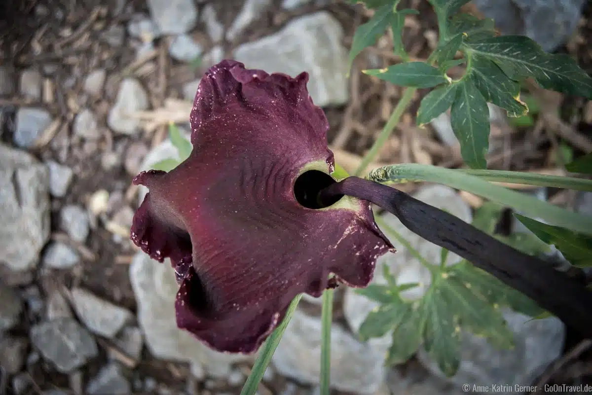hier werden Insekten zur Fortpflanzung angelockt hier werden Insekten zur Fortpflanzung angelockt