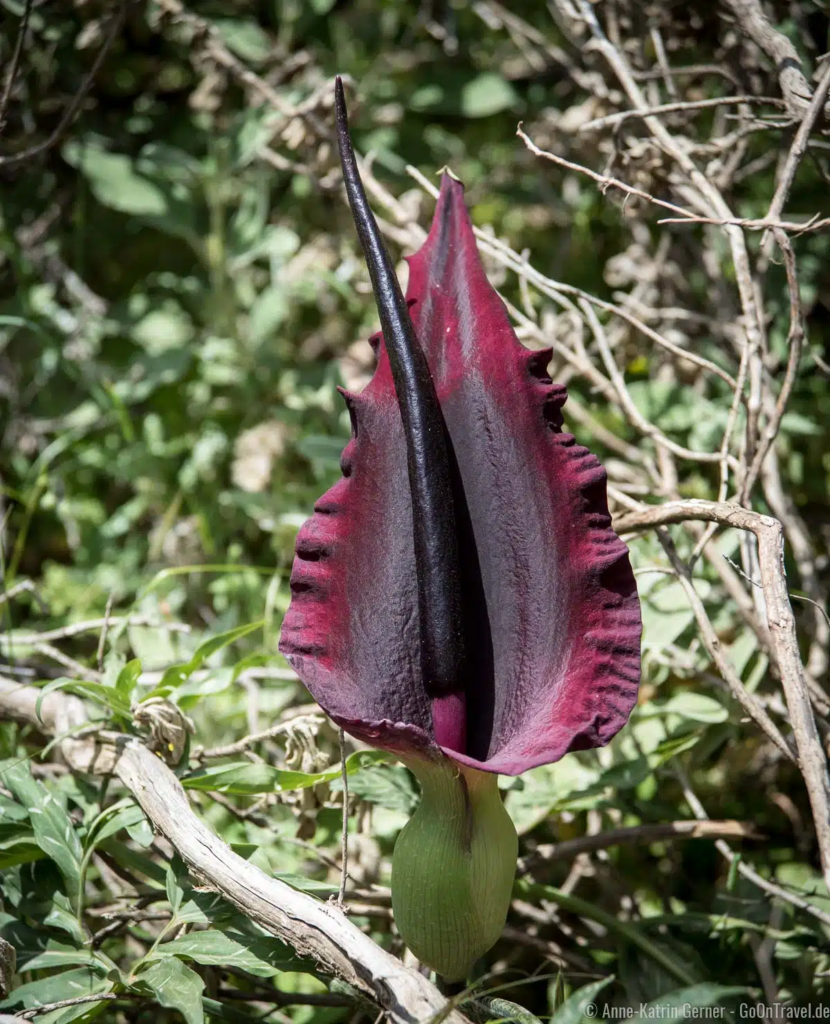 Drachenwurz in voller Blüte in der Imbros-Schlucht Drachenwurz in voller Blüte in der Imbros-Schlucht
