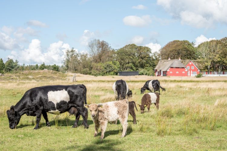 Insel Roemoe Dänemark Kühe