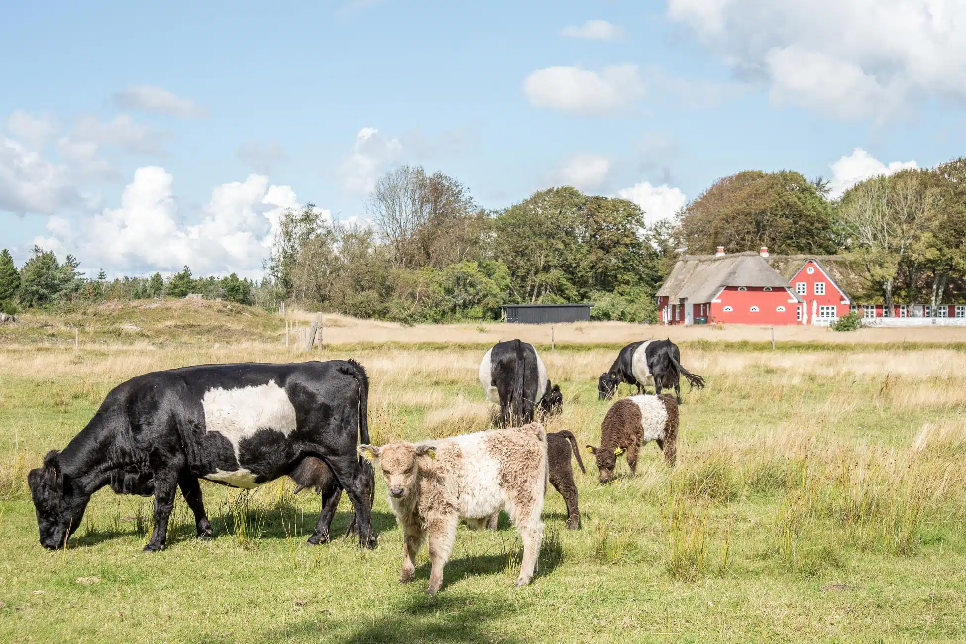 Insel Roemoe Dänemark Kühe