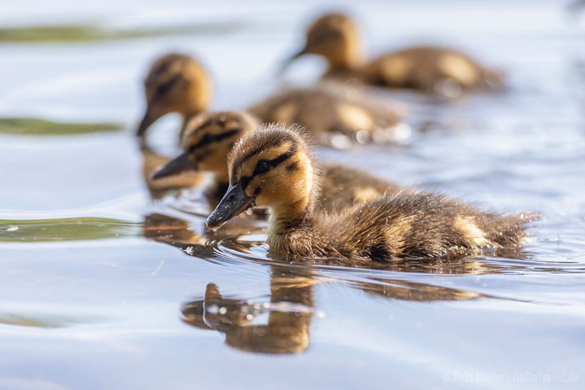 Jungente auf dem See