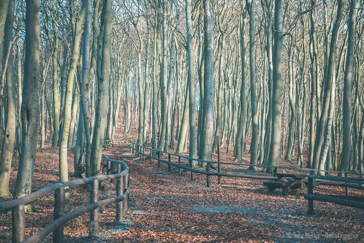 Buchenwälder im Nationalpark Wolin Buchenwälder im Nationalpark Wolin