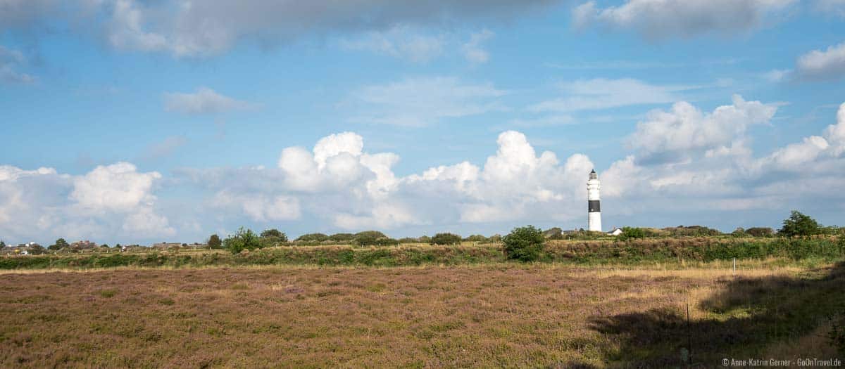 Leuchtturm Kampen und die blühende Heide