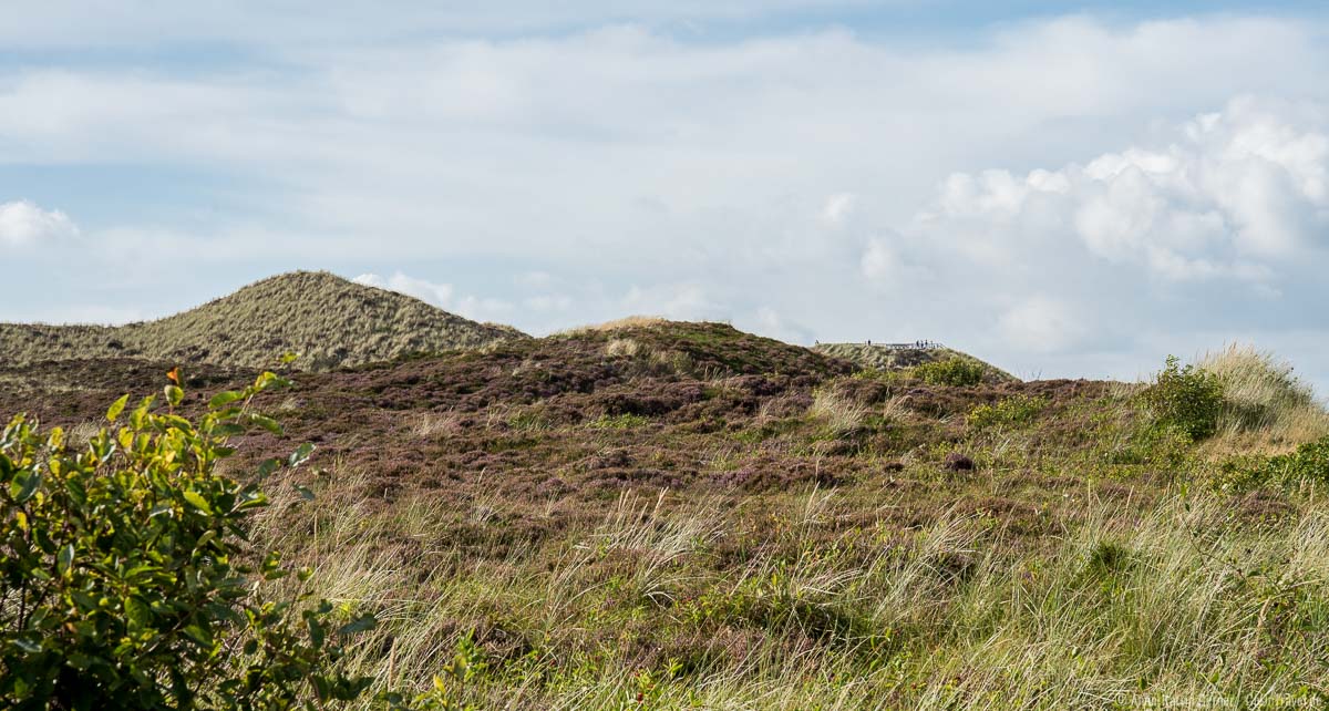 Dünenlandschaft zur Heideblüte auf Sylt