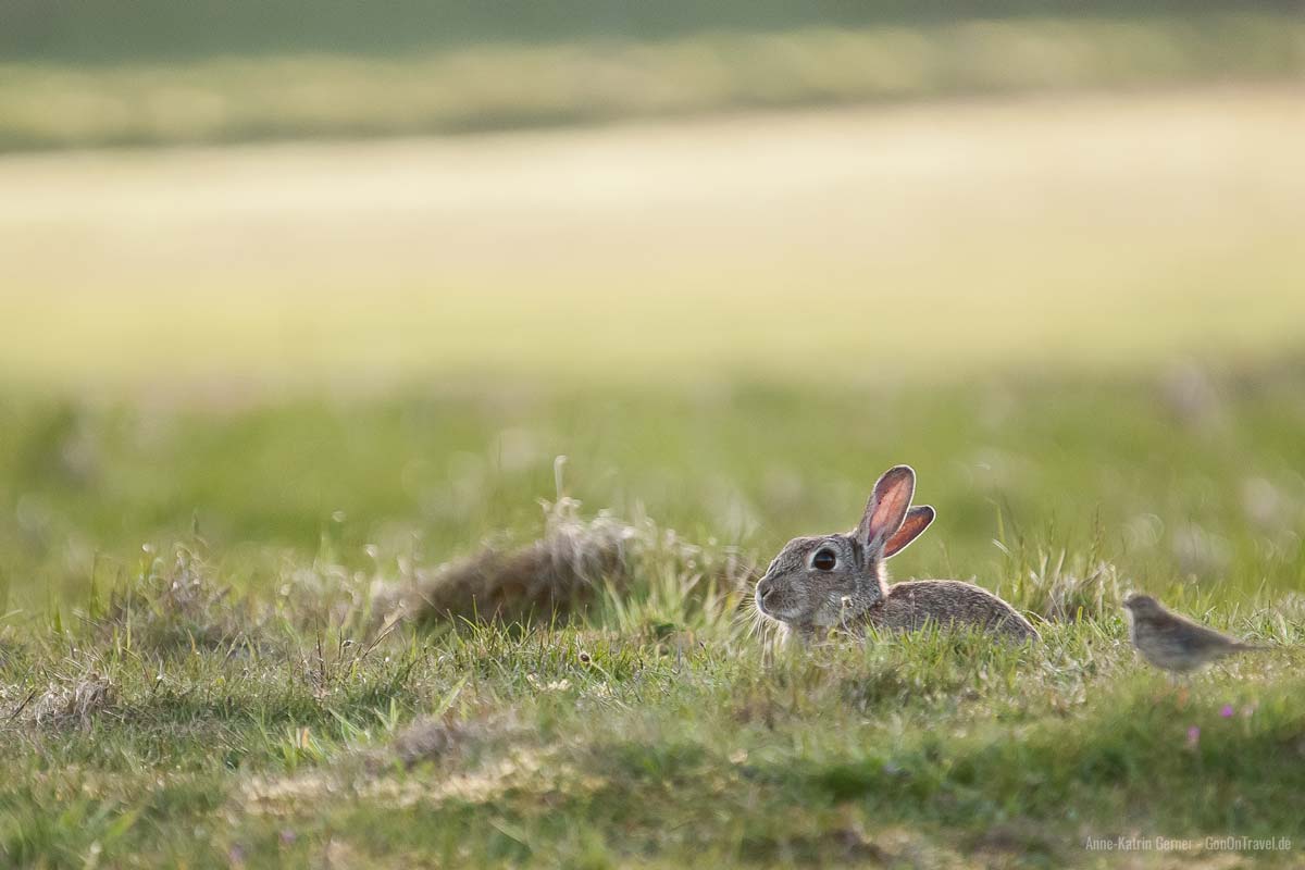 Kaninchen halten sich gerne in den Dünen auf Kaninchen halten sich gerne in den Dünen auf