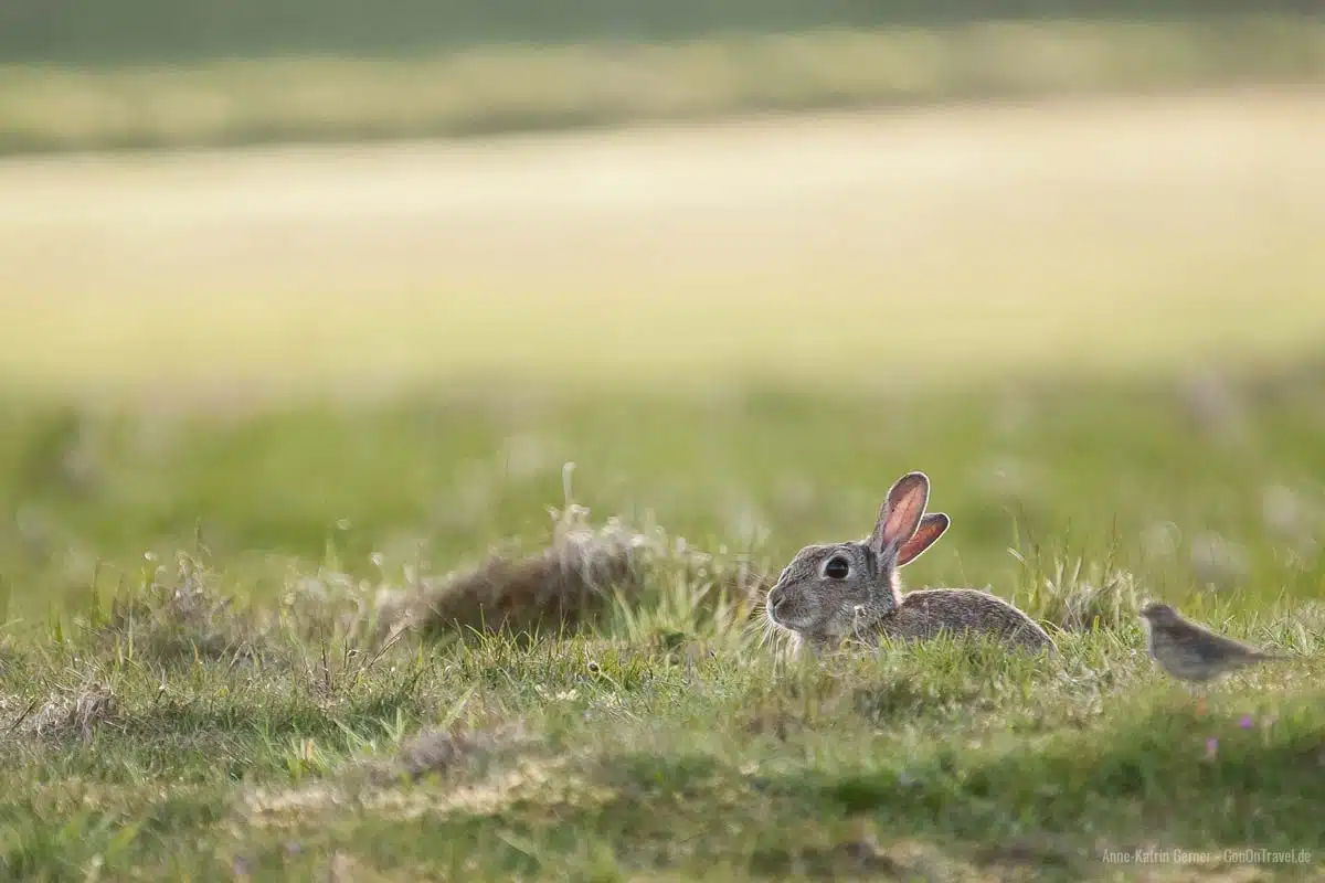 Kaninchen halten sich gerne in den Dünen auf