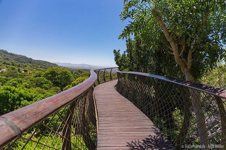 Der Baumgang im Arboretum von Kirstenbosch Der Baumgang im Arboretum von Kirstenbosch
