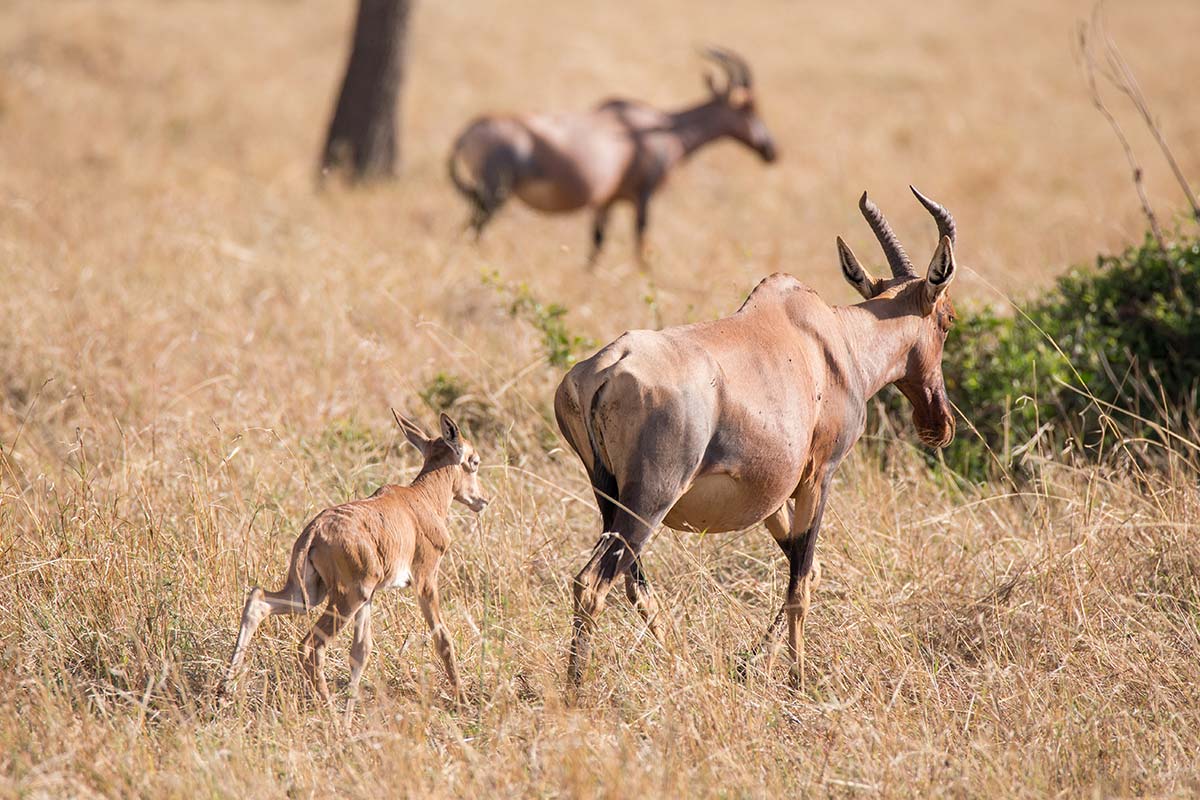 Topi Antilope mit nur wenigen Stunden altem Kalb Topi Antilope mit nur wenigen Stunden altem Kalb