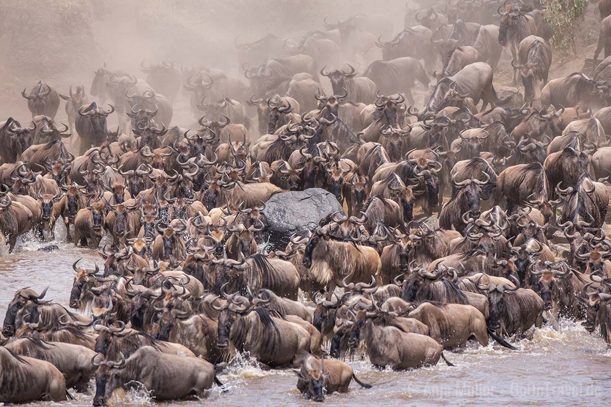 Migration am Mara River Migration am Mara River