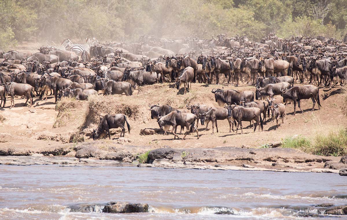 Gnuher am Mara River Gnuher am Mara River