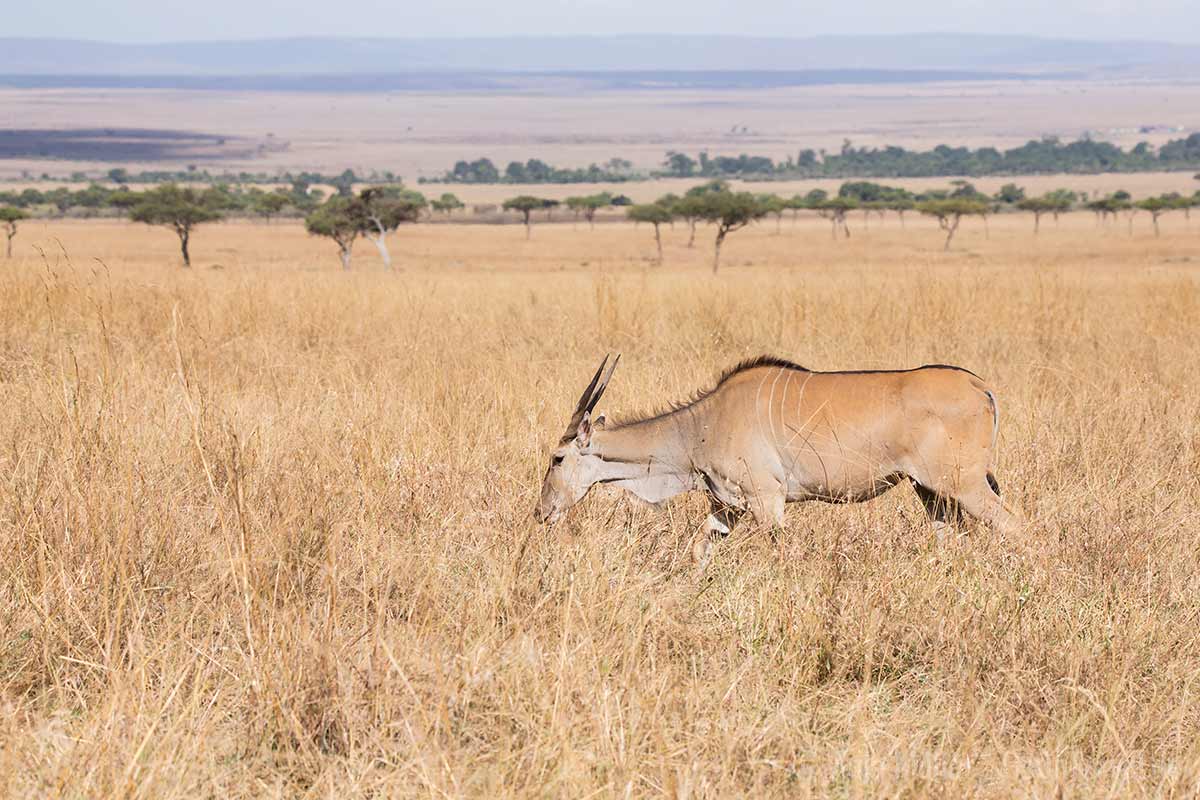 Elenantilope Elenantilope
