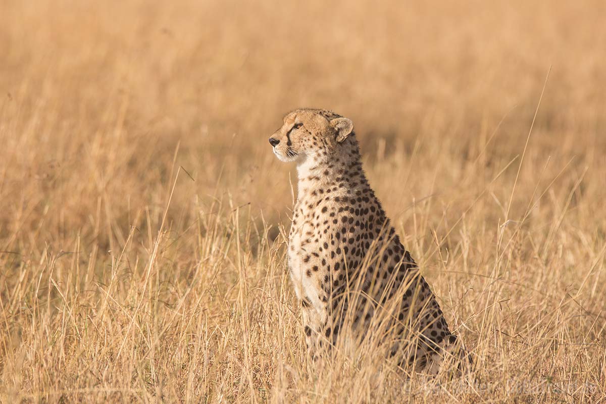 Gepard am Morgen Gepard am Morgen