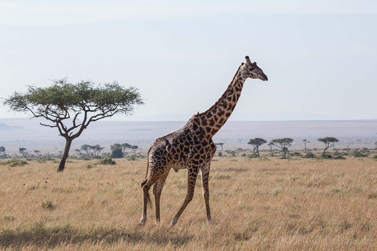 Massai Giraffe Massai Giraffe