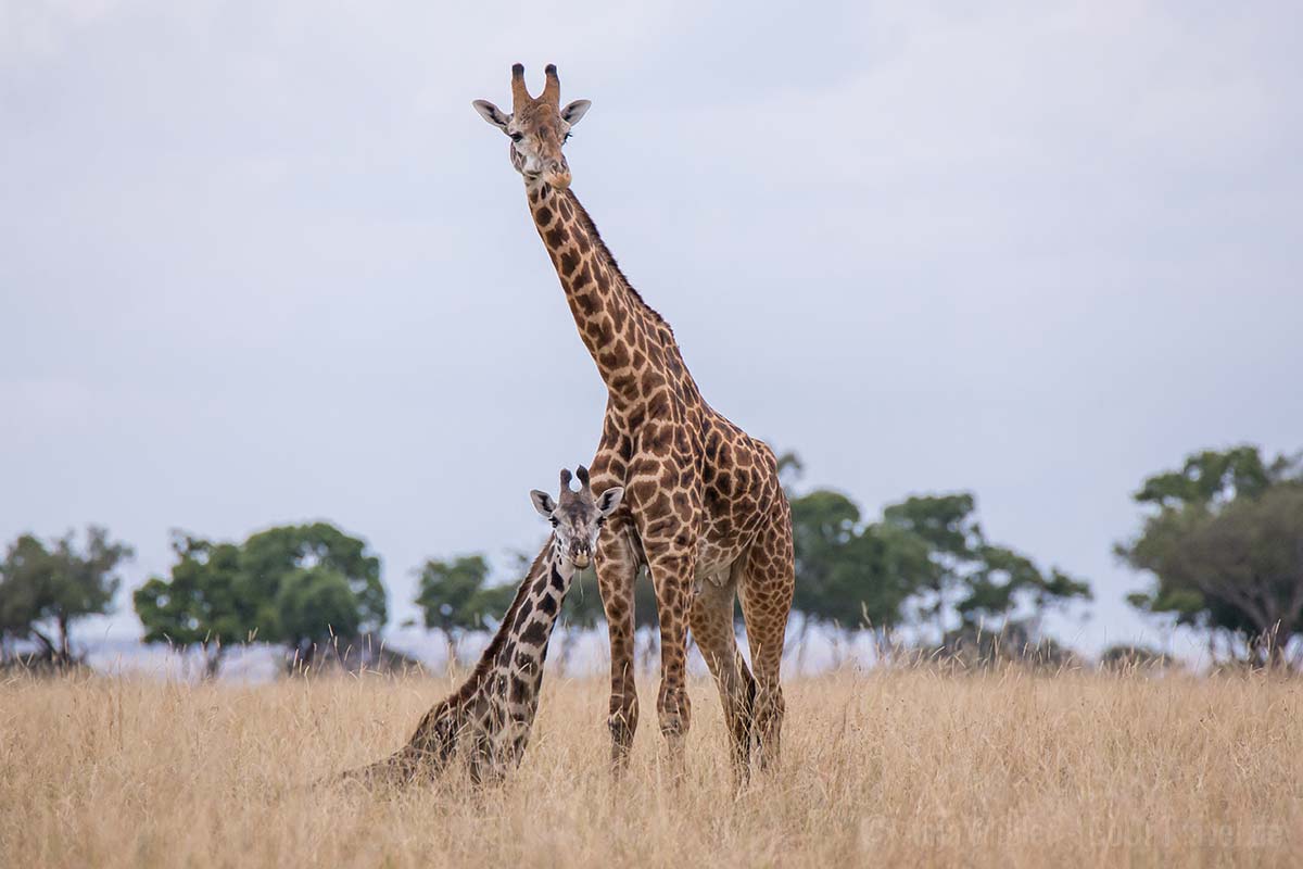 Männliche und weibliche Giraffe Männliche und weibliche Giraffe