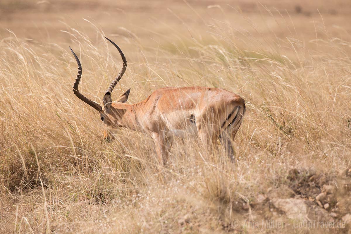 Thomson Gazelle Thomson Gazelle