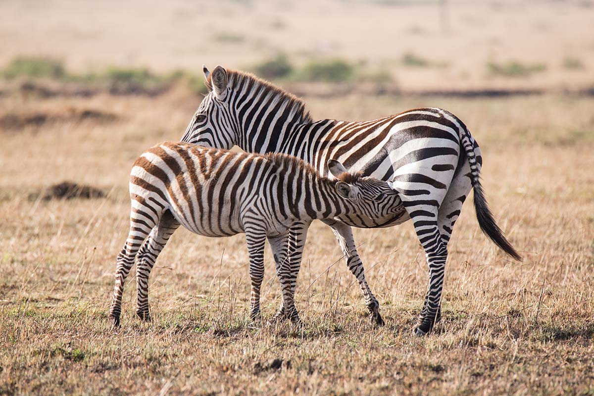 Zebra säugt ihr Junges Zebra säugt ihr Junges