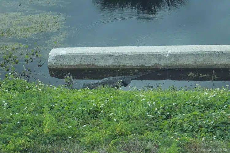 Ein Alligator auf Cape Canaveral